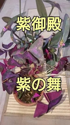 きんぎょ様ご依頼品カンナ シュトゥットガルト大きい1苗球根