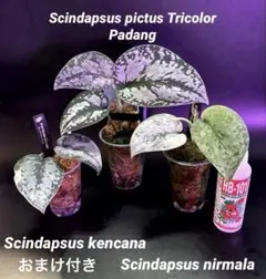 スキンダプサス エキゾチカ サデワ 斑入 り B1 - メルカリ