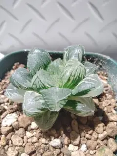 美苗 極上 ハオルチア オブツーサ錦 多肉植物 - メルカリ