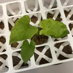 2026年最新】斑入りセロームの人気アイテム - メルカリ