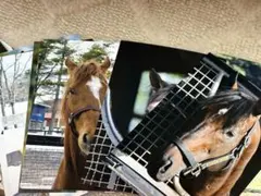 名馬の生写真セット　JRA 競馬