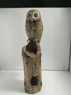 ハクセイ フクロウ 剥製 ふくろう 縁起 - メルカリ