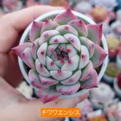 2025年最新】チワワエンシスの人気アイテム - メルカリ