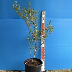 ◇ブルーベリー◇ピンクレモネード◇珍しいピンク色の果実