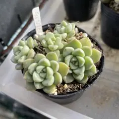 ティンカーベル　抜き苗