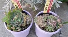 【ラスト】ミックスベリア　苔生す通常苗、綴化苗セット　札付き　鉢ごと　おらいさん