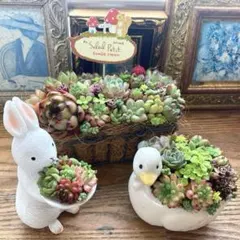 ココスヤシ　引取限定 2026年最新】Yahoo!オークション -ココスヤシ(花、園芸)の中古品・新品