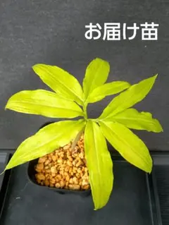 山野草（ラン科） 中国雲南省緑花アツモリソウ～ ヘンリー 2花芽株