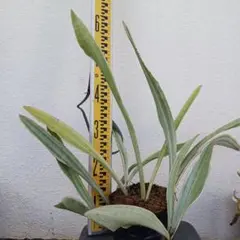 チ*ア様 観葉植物 サンスベリア グイネンシスマノリン - メルカリ