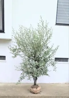 か*い様 オリーブの木,た植物/観葉植物:古木幹極太『幹周り約35