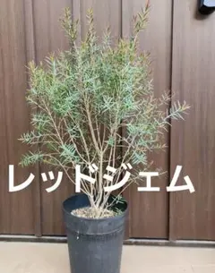 ドウダンツツジ/玉造/大株【現品発送】管理80572 - メルカリ