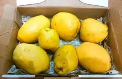 熟成中！無農薬新鮮なカリンの実 7個入り　1.2kg 花梨　果実