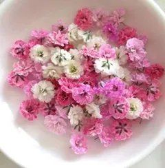 No,405☘️かすみ草のドライフラワー