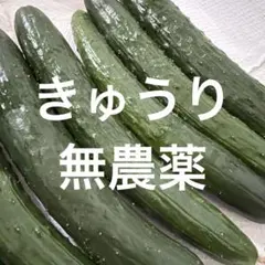 きゅうり　無農薬　収穫当日発送　9〜１２本のサムネイル