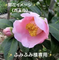 ✨もりもり元気‼️✨まだまだ大きくなります‼️✨淡いピンク色✨椿《西王母》✨抜き苗✨