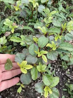 めぐみ様 リクエスト 2点 まとめ商品