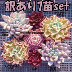 韓国苗　多肉植物　特大 エケベリア　訳あり　7苗セット【WA14】