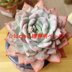 ☆lucia☆様専用ページ　確認用