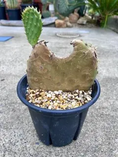 耐寒性強！団扇サボテン オプンチアの群生植え◇ドライガーデン多肉