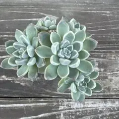 なっちゃん様 リクエスト 2点 まとめ商品