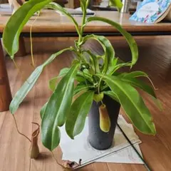 充実株】食虫植物 ネペンテス・アラータ(f) 