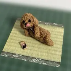 休日のトイプードルのサムネイル