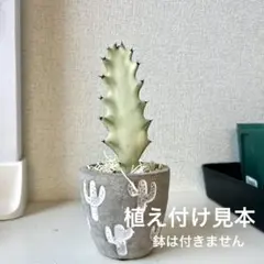 コア様ホワイトゴースト まとめ売り8株 40cm コア様ホワイトゴースト まとめ売り8株 40cm コア様ホワイト