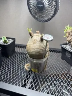 パキポディウム グラキリス 塊根植物 コーデックス