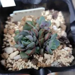 多肉植物　ミナ　抜き苗 多肉植物 ミナ 抜き苗 - メルカリ