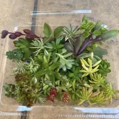 セダム 約15種類