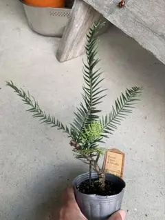 2025年最新】ジュラシックツリーの人気アイテム - メルカリ