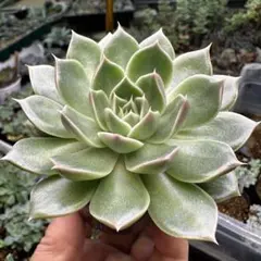 多肉植物　ヒアリナサントドミンゴ×トバレンシス　実生苗