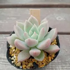 sippo☆様 リクエスト 2点 まとめ商品