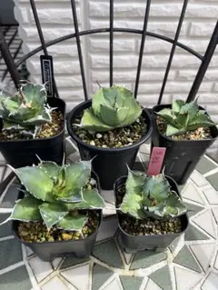 アガベ 観葉植物 鉢植え - メルカリ