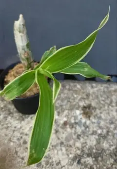 【カタセタム斑入】タケノコ蘭　　　　　　　　　　　　　　　　※鉢から抜いて発送 カタセタム斑入】洋蘭 ※鉢から抜いて発送 - メルカリ