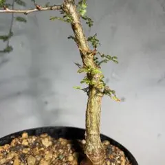 オペルクリカリア　デカリー　細川政己 2026年最新】オペルクリカリア デカリーの人気アイテム - メルカリ