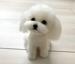 マルチーズ ぬいぐるみ