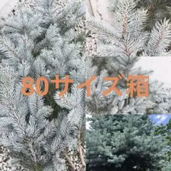 ⑪　ブンゲンス　トウヒ　ホプシー７号　最高等級極上品‼️ 楽天市場】プンゲンストウヒ ホプシーの通販