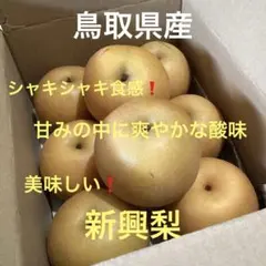 鳥取県産 新興梨 梨