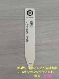 O's Plants❁多肉アン❁雫玉❁札のみ4枚セットのサムネイル