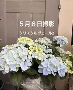 ラグランジア　クリスタルヴェール2 大鉢のサムネイル