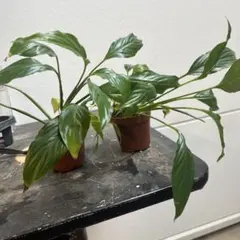 観葉植物　スパティフィラム　シュトラウス　抜き苗　1鉢