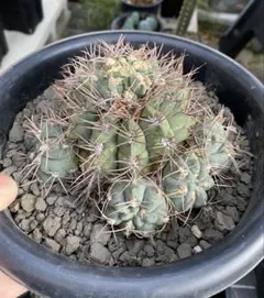 2025年最新】王冠竜 群生の人気アイテム - メルカリ