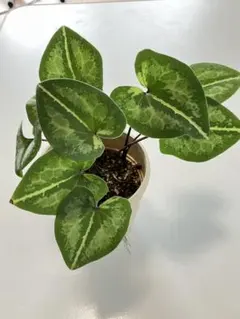 カンアオイ　寒葵　抜き苗のサムネイル