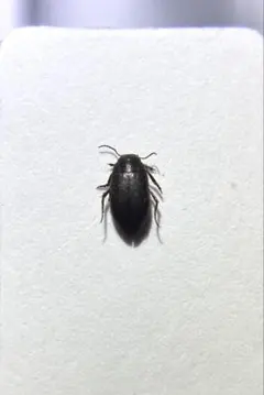 ワタナベナガケシゲンゴロウ・1992年　学術標本 ワタナベナガケシゲンゴロウ・1992年 学術標本 - メルカリ
