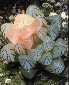 多肉植物　ハオルチア　ブラックオブツーサ錦　鮮明錦　極上斑　超美品のサムネイル
