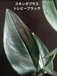 2026年最新】スキンダプサスの人気アイテム - メルカリ