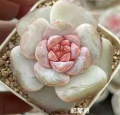 な*ち様 新品種　丸葉玉兎　挿し葉7枚　エケベリア　多肉植物