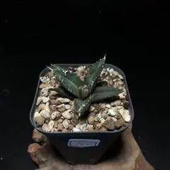 速達ブリーゼ様 リクエスト 2点 まとめ商品