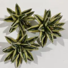 2025年最新】パリー斑入りの人気アイテム - メルカリ